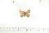  ( - BC-TB6992)  @12 [ ] Copyright (2010) Thierry Bouyer Research Collection of Thierry Bouyer