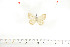  (Lepidochrysops erici - BC-TB6996)  @12 [ ] Copyright (2010) Thierry Bouyer Research Collection of Thierry Bouyer