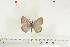  (Lepidochrysops polydialecta - BC-TB7012)  @13 [ ] Copyright (2010) Thierry Bouyer Research Collection of Thierry Bouyer