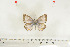  ( - BC-TB7027)  @11 [ ] Copyright (2010) Thierry Bouyer Research Collection of Thierry Bouyer