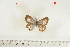  ( - BC-TB7043)  @12 [ ] Copyright (2010) Thierry Bouyer Research Collection of Thierry Bouyer
