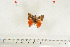  ( - BC-TB7078)  @12 [ ] Copyright (2010) Thierry Bouyer Research Collection of Thierry Bouyer