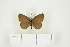  ( - BC-TB7527)  @13 [ ] Copyright (2010) Thierry Bouyer Research Collection of Philippe Leonard