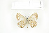  (Lepidochrysops anerius - BC-TB7546)  @13 [ ] Copyright (2010) Thierry Bouyer Research Collection of Philippe Leonard