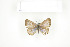  (Lepidochrysops sp. tbo1 - BC-TB7559)  @13 [ ] Copyright (2010) Thierry Bouyer Research Collection of Philippe Leonard