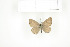  ( - BC-TB7561)  @13 [ ] Copyright (2010) Thierry Bouyer Research Collection of Philippe Leonard