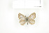  ( - BC-TB7570)  @13 [ ] Copyright (2010) Thierry Bouyer Research Collection of Philippe Leonard