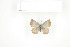  ( - BC-TB7624)  @12 [ ] Copyright (2010) Thierry Bouyer Research Collection of Philippe Leonard