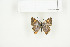  ( - BC-TB7698)  @12 [ ] Copyright (2010) Thierry Bouyer Research Collection of Philippe Leonard