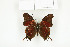  ( - BC-TB7727)  @13 [ ] Copyright (2010) Thierry Bouyer Research Collection of Philippe Leonard