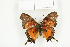  ( - BC-TB7728)  @13 [ ] Copyright (2010) Thierry Bouyer Research Collection of Philippe Leonard
