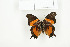  ( - BC-TB7730)  @13 [ ] Copyright (2010) Thierry Bouyer Research Collection of Philippe Leonard
