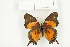  ( - BC-TB7731)  @13 [ ] Copyright (2010) Thierry Bouyer Research Collection of Philippe Leonard