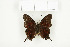  ( - BC-TB7743)  @13 [ ] Copyright (2010) Thierry Bouyer Research Collection of Philippe Leonard