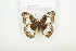  ( - BC-TB7824)  @12 [ ] Copyright (2010) Thierry Bouyer Research Collection of Alain Drumont