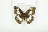  ( - BC-TB7825)  @13 [ ] Copyright (2010) Thierry Bouyer Research Collection of Alain Drumont