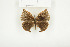  ( - BC-TB7842)  @12 [ ] Copyright (2010) Thierry Bouyer Research Collection of Alain Drumont