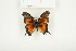  ( - BC-TB7843)  @12 [ ] Copyright (2010) Thierry Bouyer Research Collection of Alain Drumont