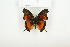  ( - BC-TB7844)  @12 [ ] Copyright (2010) Thierry Bouyer Research Collection of Alain Drumont