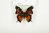  ( - BC-TB7846)  @12 [ ] Copyright (2010) Thierry Bouyer Research Collection of Alain Drumont