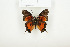  ( - BC-TB7849)  @13 [ ] Copyright (2010) Thierry Bouyer Research Collection of Alain Drumont