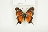  ( - BC-TB7851)  @13 [ ] Copyright (2010) Thierry Bouyer Research Collection of Alain Drumont