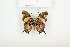  ( - BC-TB7852)  @13 [ ] Copyright (2010) Thierry Bouyer Research Collection of Alain Drumont