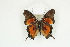  ( - BC-TB8897)  @13 [ ] Copyright (2012) Thierry Bouyer Research Collection of Thierry Bouyer