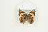  (Antanartia abyssinica - BC-TB8898)  @12 [ ] Copyright (2012) Thierry Bouyer Research Collection of Thierry Bouyer