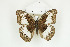  ( - BC-TB8912)  @13 [ ] Copyright (2012) Thierry Bouyer Research Collection of Thierry Bouyer