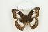  ( - BC-TB8913)  @13 [ ] Copyright (2012) Thierry Bouyer Research Collection of Thierry Bouyer
