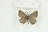  (Lepidochrysops cinerea - BC-TB8954)  @13 [ ] Copyright (2012) Thierry Bouyer Research Collection of Thierry Bouyer