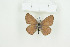  (Lepidochrysops sp. tbo3 - BC-TB8962)  @13 [ ] Copyright (2012) Thierry Bouyer Research Collection of Thierry Bouyer