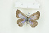  (Lepidochrysops yvonnae - BC-TB8969)  @13 [ ] Copyright (2012) Thierry Bouyer Research Collection of Thierry Bouyer