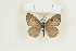  (Lepidochrysops heathi - BC-TB8970)  @13 [ ] Copyright (2012) Thierry Bouyer Research Collection of Thierry Bouyer