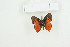  (Axiocerses callaghani - BC-TB9032)  @13 [ ] Copyright (2012) Thierry Bouyer Research Collection of Thierry Bouyer