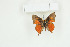  ( - BC-TB9034)  @12 [ ] Copyright (2012) Thierry Bouyer Research Collection of Thierry Bouyer
