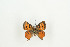  (Axiocerses ugandana - BC-TB9138)  @12 [ ] Copyright (2012) Thierry Bouyer Research Collection of Thierry Bouyer