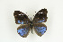  ( - BC-TB9187)  @12 [ ] Copyright (2012) Thierry Bouyer Research Collection of Thierry Bouyer