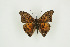  ( - BC-TB9395)  @13 [ ] Copyright (2012) Thierry Bouyer Research Collection of Thierry Bouyer