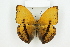  (Cymothoe cyclades - BC-TB8123)  @14 [ ] Copyright (2011) Thierry Bouyer Research Collection of Thierry Bouyer