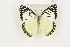  ( - BC-TB8161)  @14 [ ] Copyright (2011) Thierry Bouyer Research Collection of Thierry Bouyer