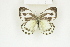  ( - BC-TB8184)  @12 [ ] Copyright (2011) Thierry Bouyer Research Collection of Thierry Bouyer