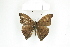  ( - BC-TB8457)  @13 [ ] Copyright (2011) Thierry Bouyer Research Collection of Thierry Bouyer