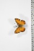  ( - BC-TB3751)  @12 [ ] Copyright (2010) Unspecified Research Collection of Thierry Bouyer