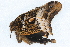  ( - Wings 09124)  @12 [ ] CreativeCommons - Attribution (2009) Unspecified Centre for Biodiversity Genomics