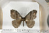  ( - BC-TB6668)  @13 [ ] Copyright (2010) Thierry Bouyer Research Collection of Thierry Bouyer