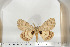  ( - BC-TB6686)  @12 [ ] Copyright (2010) Thierry Bouyer Research Collection of Thierry Bouyer