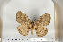  (Striphnopteryx edulis - BC-TB6708)  @14 [ ] Copyright (2010) Thierry Bouyer Research Collection of Thierry Bouyer