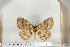  ( - BC-TB6709)  @13 [ ] Copyright (2010) Thierry Bouyer Research Collection of Thierry Bouyer